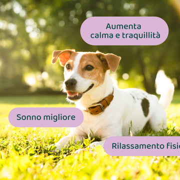 Ansia & Stress🌿 | 100% Naturale | 60 integratori